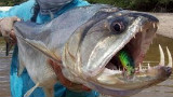 吸血鬼鱼 - 似鲭水狼牙鱼【钓鱼】【喂食】
